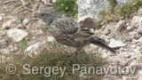 Video of Alpine Accentor - Alpine Accentor finding insects in the top of the mountain.